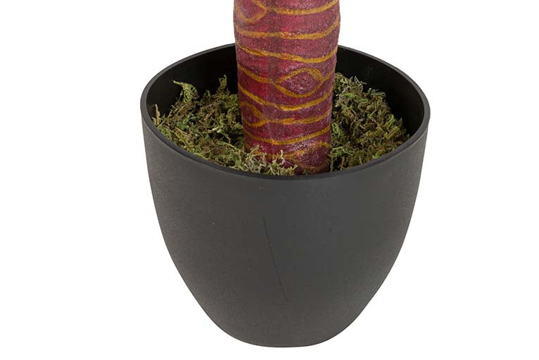 Pianta di taro con pentola da 95x95x120 cm