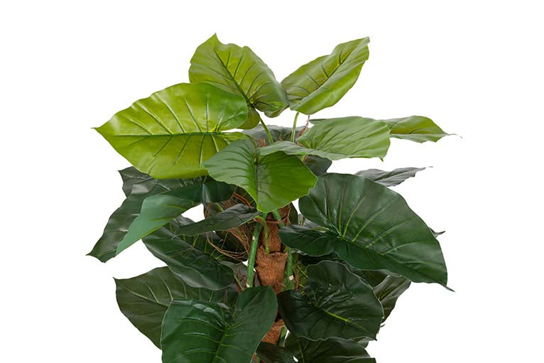 Künstliche Pflanzen -Taro mit Topf 65x65x120 cm