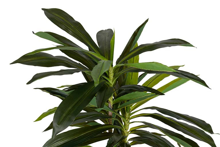 Dracaena Fragrans Plant com pote de 55x55x100 cm