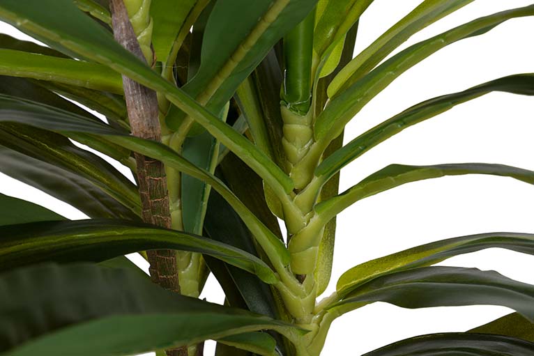 Dracaena Fragrans Plant com pote de 55x55x100 cm