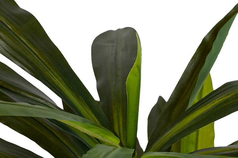 Dracaena Fragrans Plant com pote de 55x55x100 cm