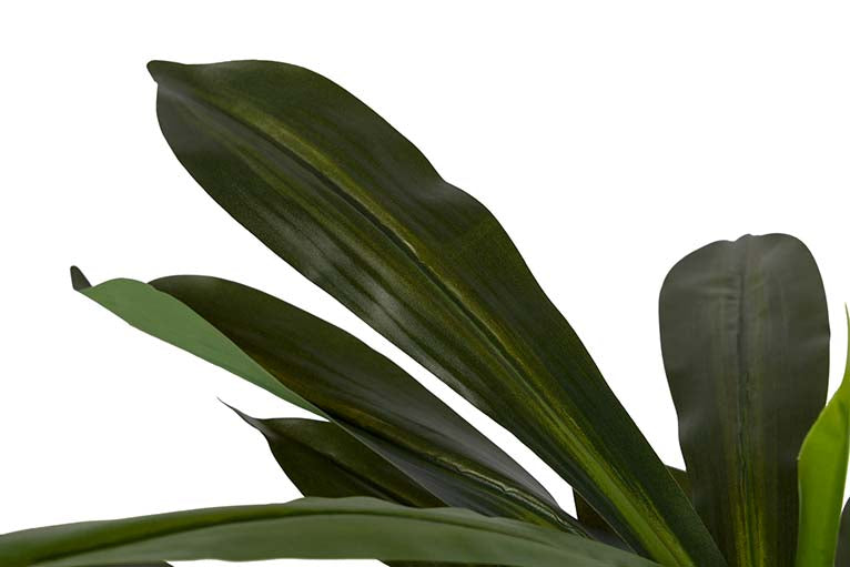 Dracaena Fragrans Plant com pote de 55x55x100 cm