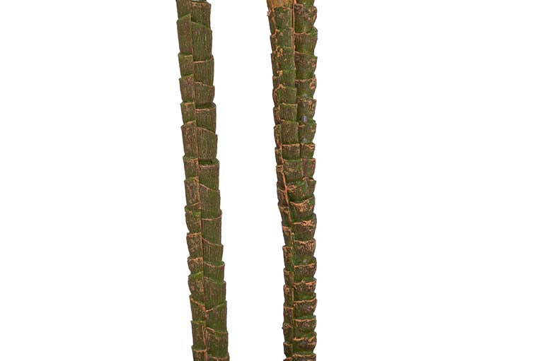 Dracaena Fragrans Plant com pote de 55x55x100 cm