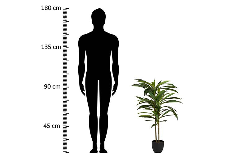 Dracaena Fragrans Plant com pote de 55x55x100 cm