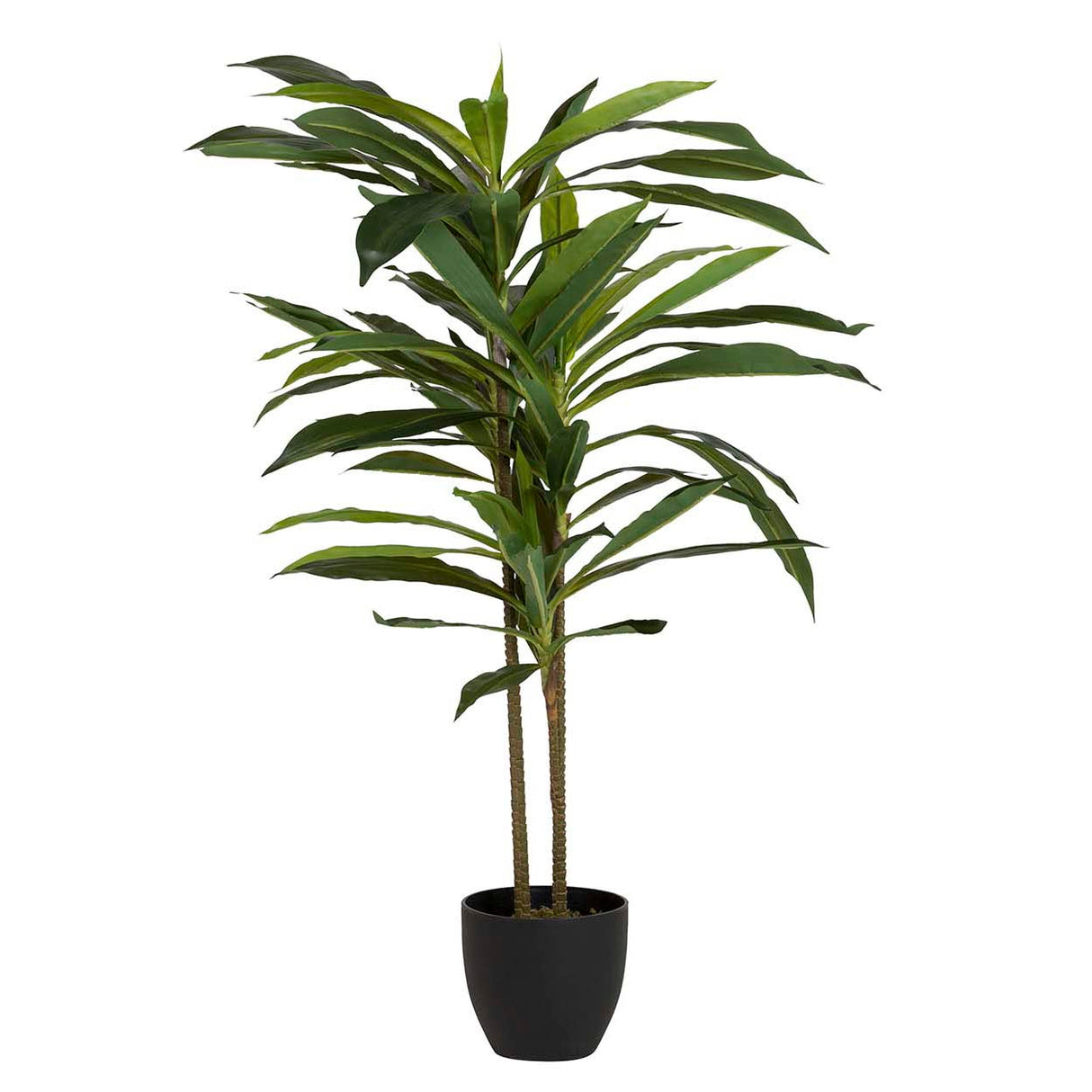 Dracaena Fragrans Plant com pote de 55x55x100 cm
