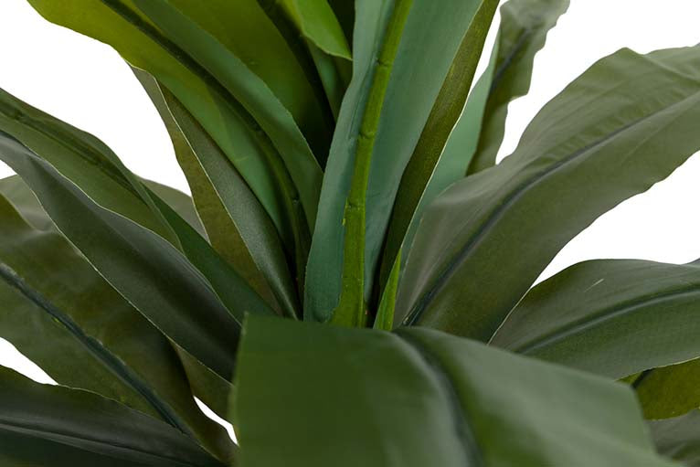 Dracaena Fragrans Plant com pote 130x40x21 cm