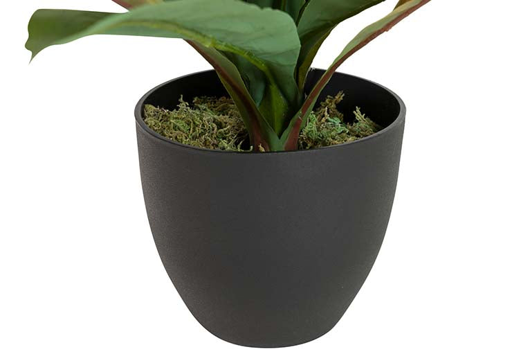 Dracaena Fragrans Plant com pote 130x40x21 cm