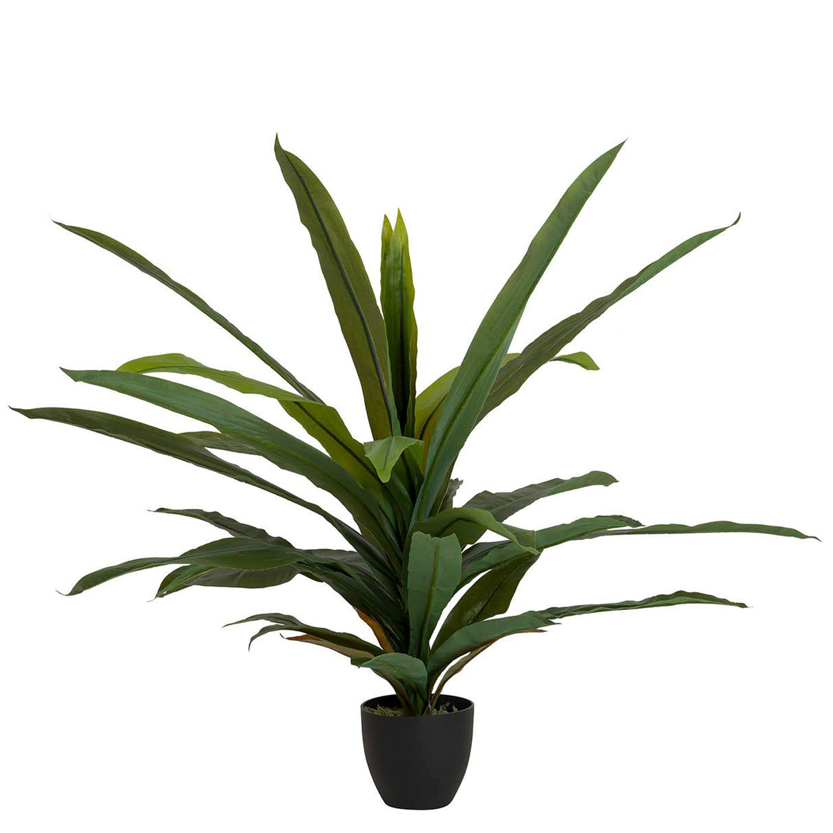 Dracaena Fragrans Plant com pote 130x40x21 cm