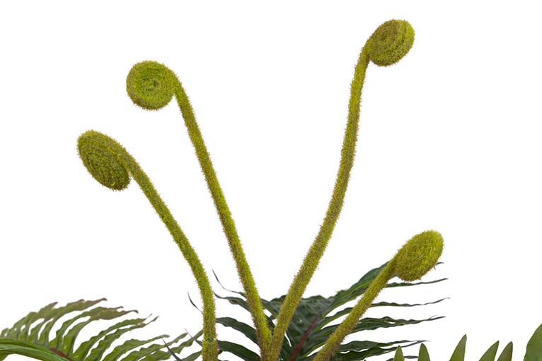 Planta Palmera com pote de 40x40x55