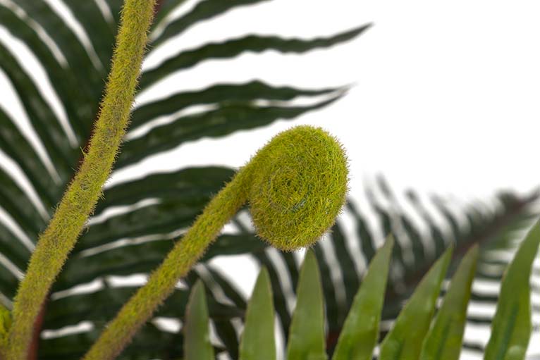 Planta Palmera com pote de 40x40x55