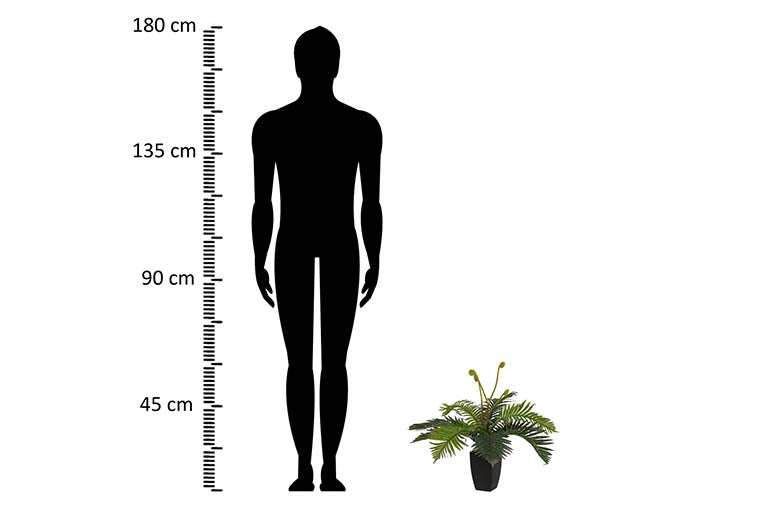 Planta Palmera com pote de 40x40x55