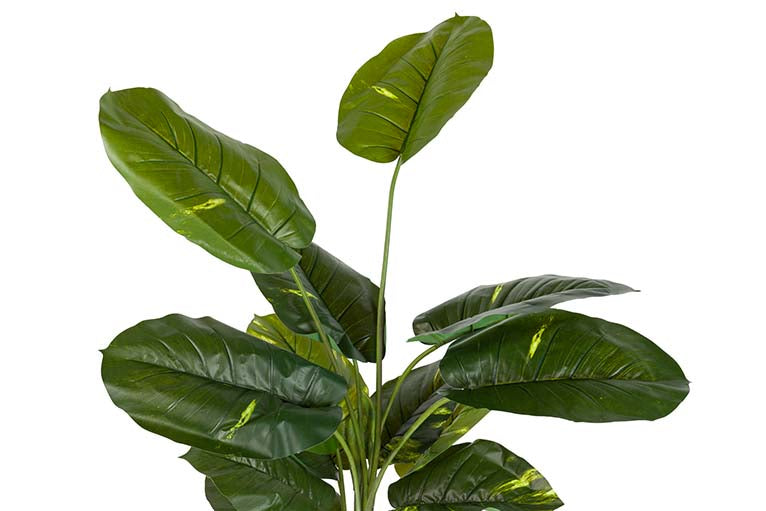 Rhaphidophora aureum pianta con pentola 80x80x160cm