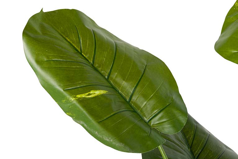 Rhaphidophora aureum pianta con pentola 80x80x160cm