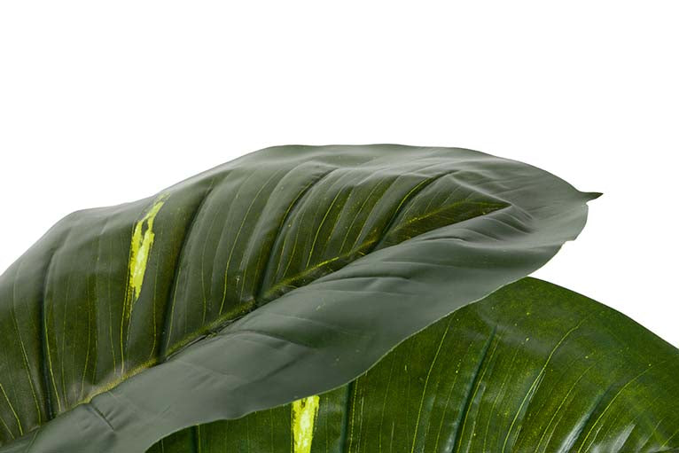 Rhaphidophora aureum pianta con pentola 80x80x160cm