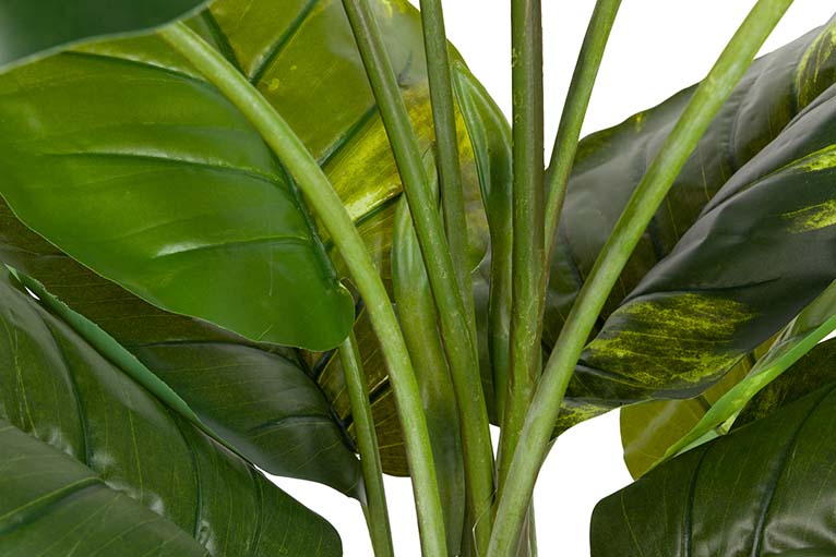 Rhaphidophora aureum pianta con pentola 80x80x160cm