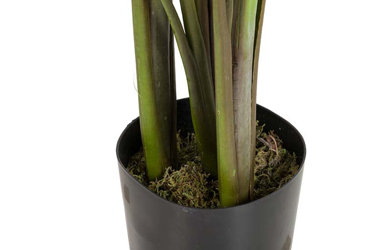 Rhaphidophora aureum pianta con pentola 80x80x160cm