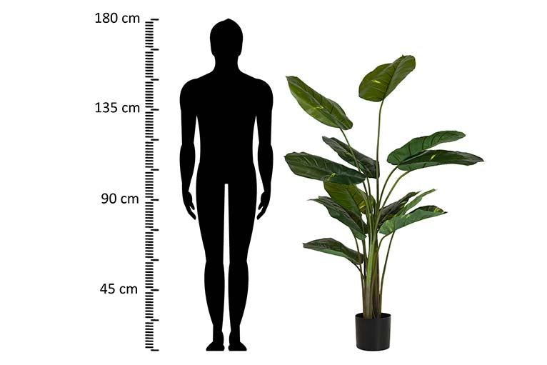 Rhaphidophora aureum pianta con pentola 80x80x160cm