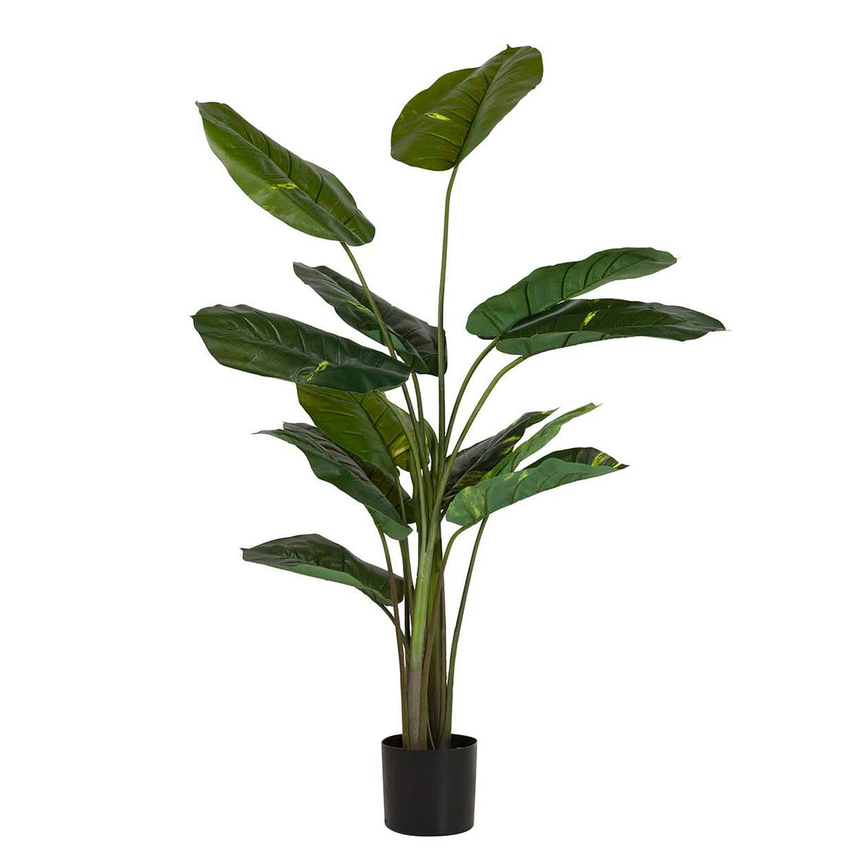 Rhaphidophora aureum pianta con pentola 80x80x160cm