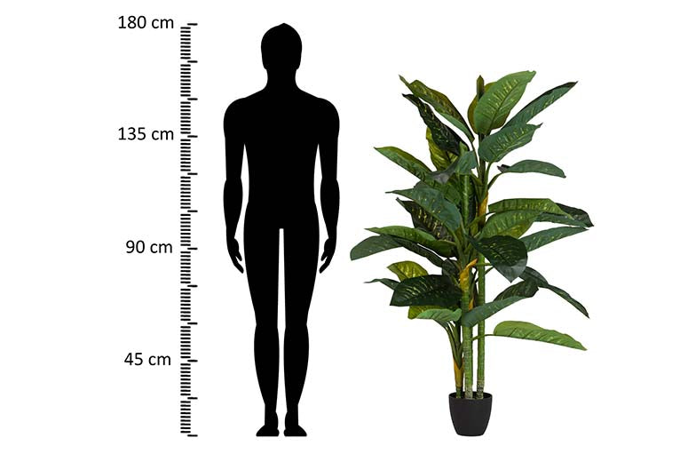 Pianta Dieffenbachia amoena con pentola 70x70x160cm