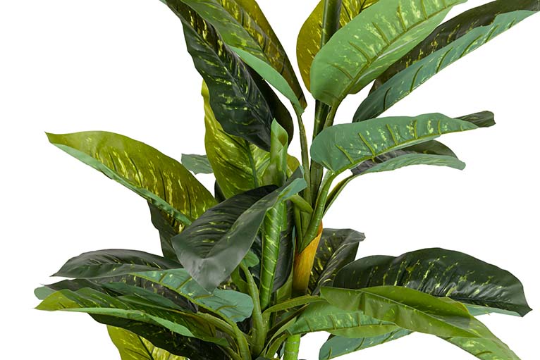 Pianta Dieffenbachia amoena con pentola 70x70x160cm