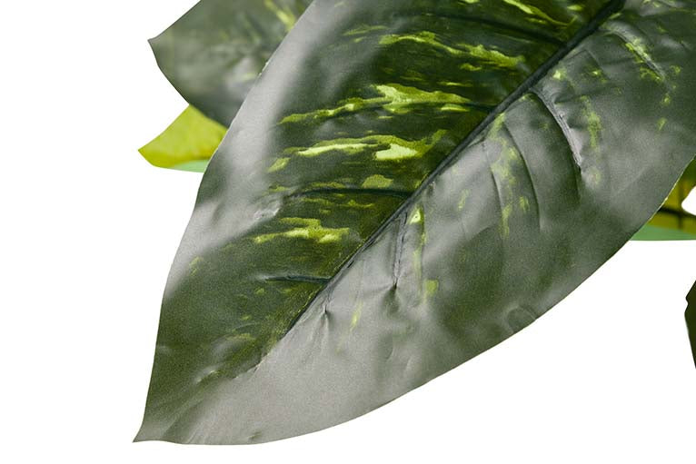 Pianta Dieffenbachia amoena con pentola 70x70x160cm