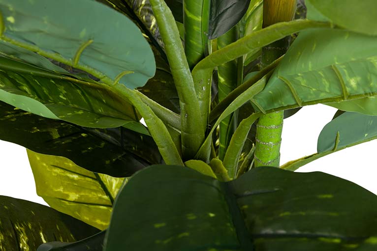Pianta Dieffenbachia amoena con pentola 70x70x160cm