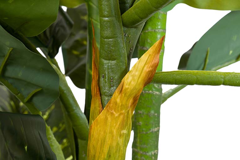 Pianta Dieffenbachia amoena con pentola 70x70x160cm