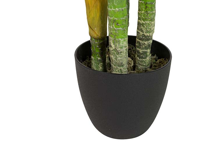 Pianta Dieffenbachia amoena con pentola 70x70x160cm