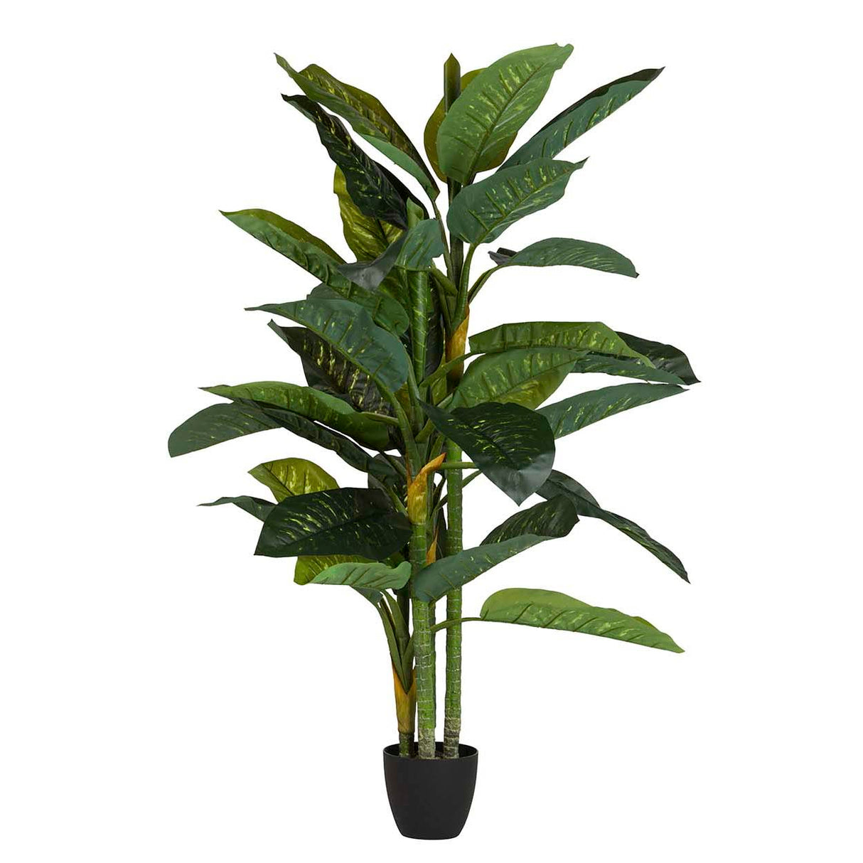 Pianta Dieffenbachia amoena con pentola 70x70x160cm