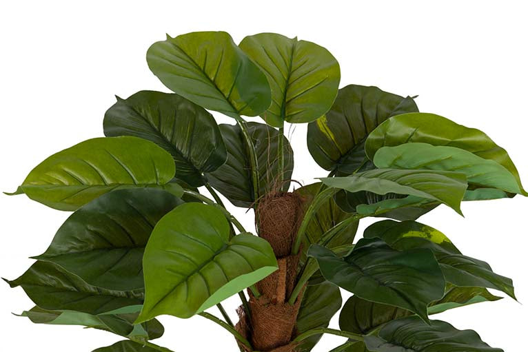 Rhaphidophora aureum pianta con pentola da 50x50x73 cm