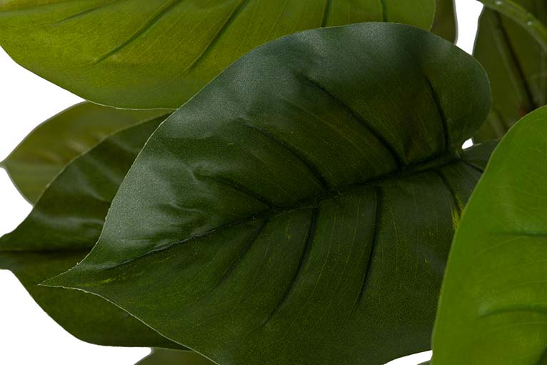 Rhaphidophora aureum pianta con pentola da 50x50x73 cm