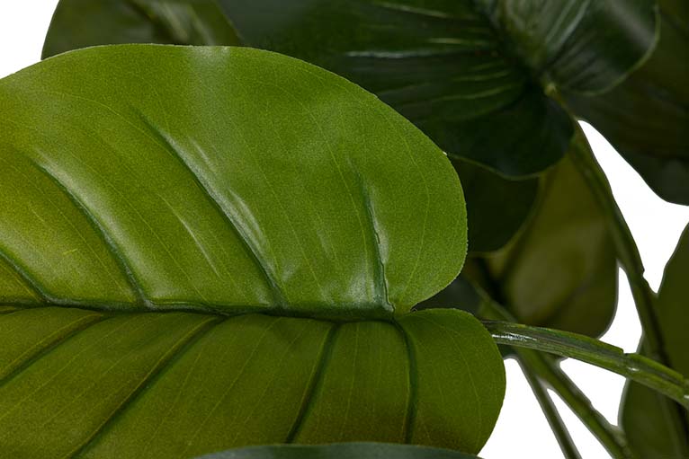 Rhaphidophora aureum pianta con pentola da 50x50x73 cm