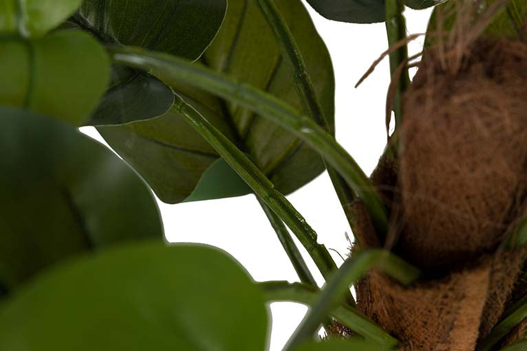 Rhaphidophora aureum pianta con pentola da 50x50x73 cm