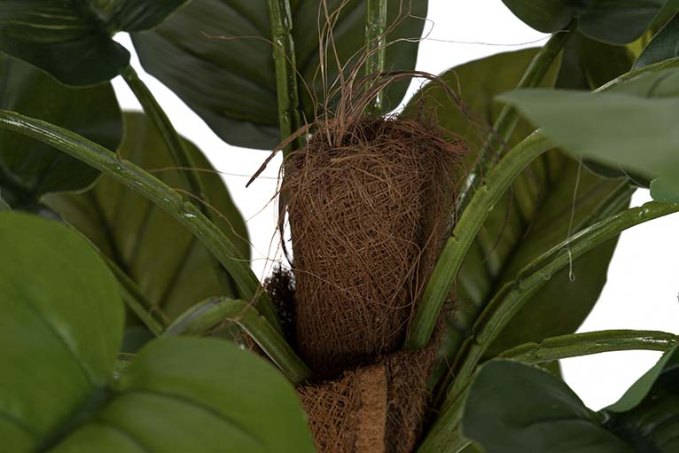 Rhaphidophora aureum pianta con pentola da 50x50x73 cm