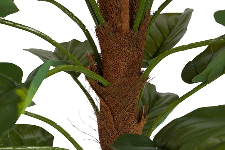 Rhaphidophora aureum pianta con pentola da 50x50x73 cm