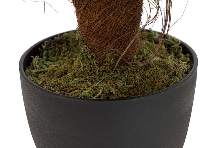 Rhaphidophora aureum pianta con pentola da 50x50x73 cm