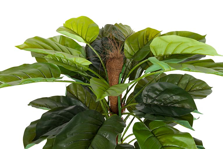 Rhadhidofora aureum 80x80x170 cm pianta