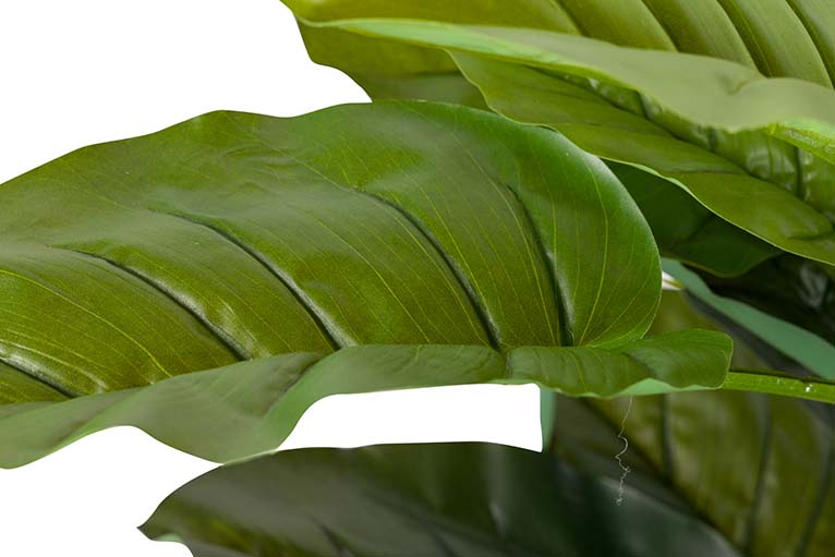 Rhadhidofora aureum 80x80x170 cm pianta