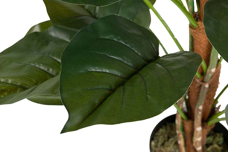 Rhadhidofora aureum 80x80x170 cm pianta