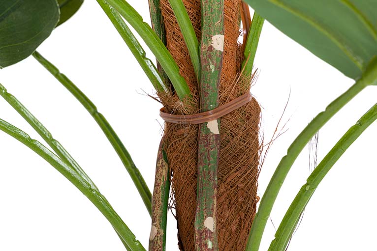 Rhadhidofora aureum 80x80x170 cm pianta