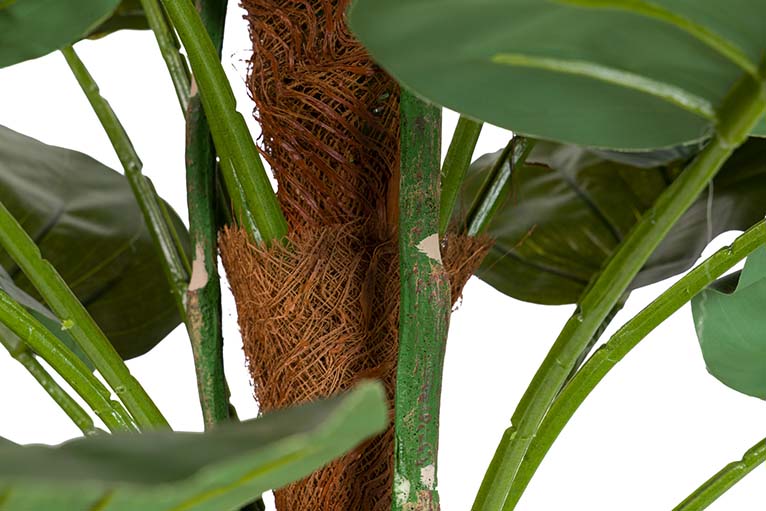 Rhadhidofora aureum 80x80x170 cm pianta