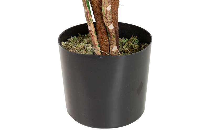 Rhadhidofora aureum 80x80x170 cm pianta