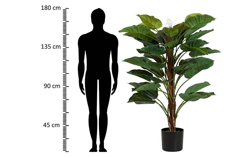 Rhadhidofora aureum 80x80x170 cm pianta