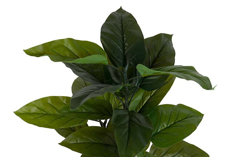 Planta aureum com pote de 65x65x88