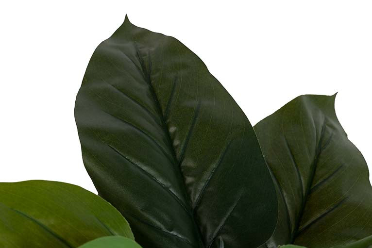 Planta aureum com pote de 65x65x88