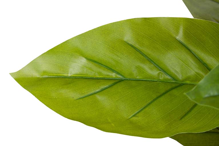 Planta aureum com pote de 65x65x88