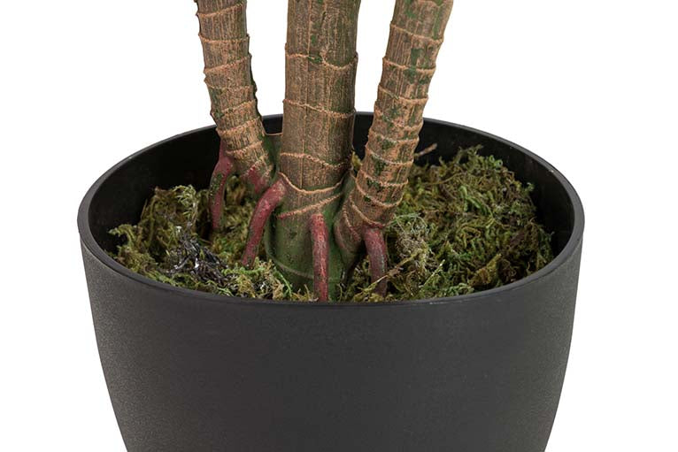 Planta aureum com pote de 65x65x88