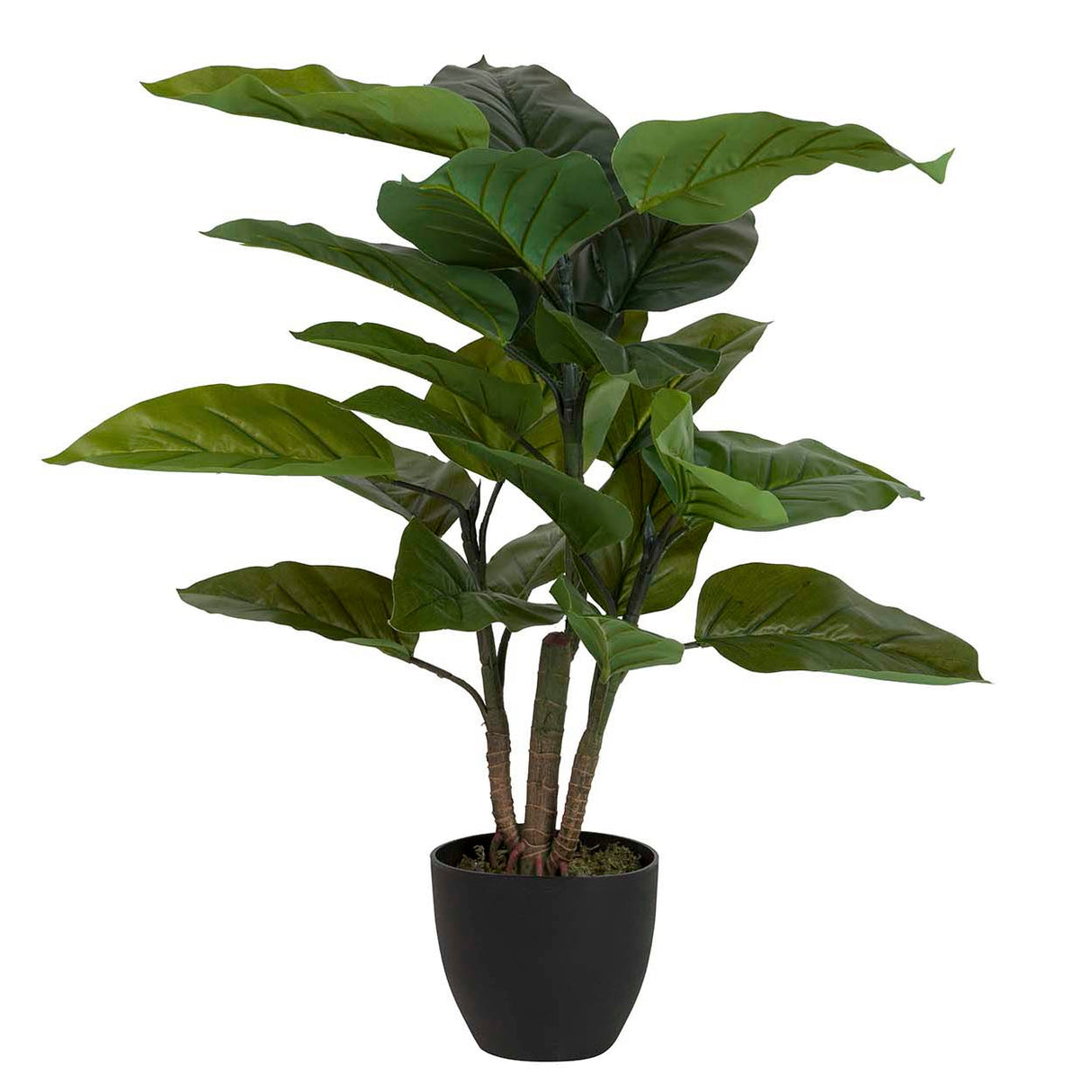 Planta aureum com pote de 65x65x88
