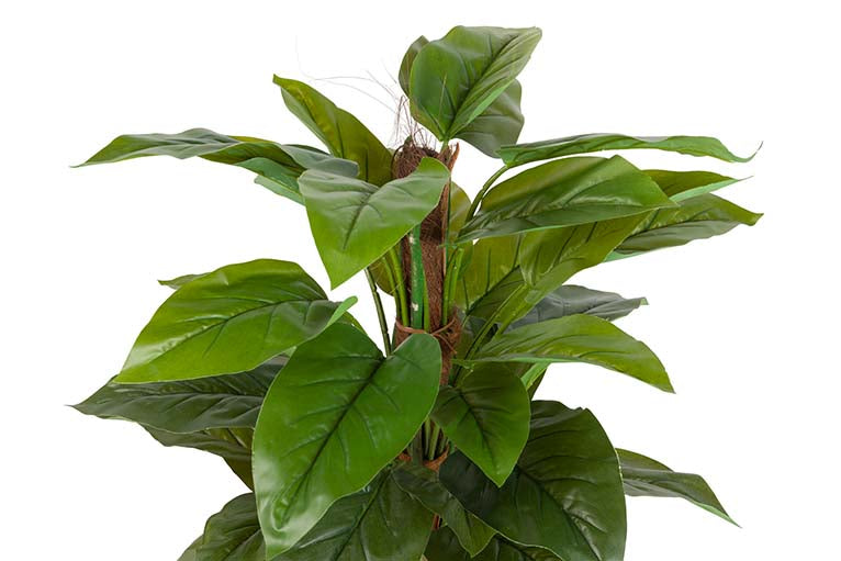 Planta aureum com 65x65x125 cm de panela