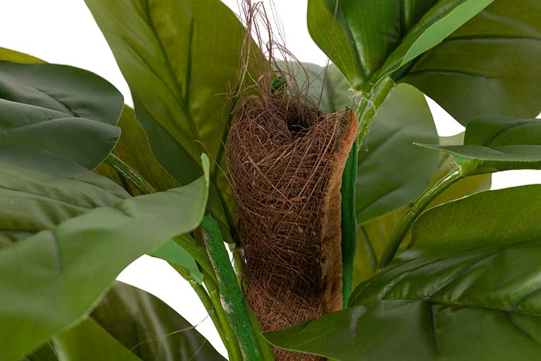 Planta aureum com 65x65x125 cm de panela